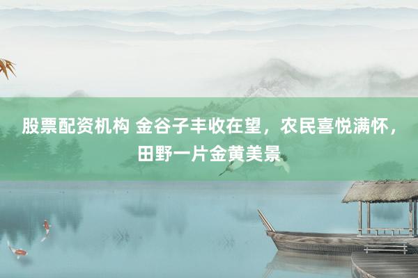 股票配资机构 金谷子丰收在望，农民喜悦满怀，田野一片金黄美景
